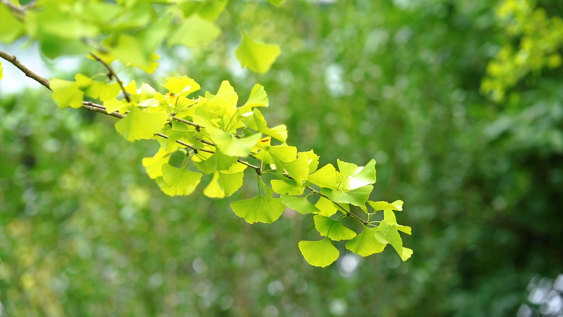 4k实拍唯美绿色银杏叶自然风光意境视频的预览图