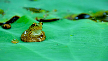 4K实拍池塘荷叶上的青蛙蛤蟆视频的预览图