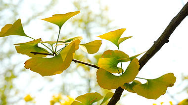 4k实拍秋天金黄的银杏叶植物风光视频的预览图