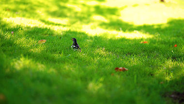 4k实拍唯美清新绿色草坪上活泼跳动的小鸟视频的预览图