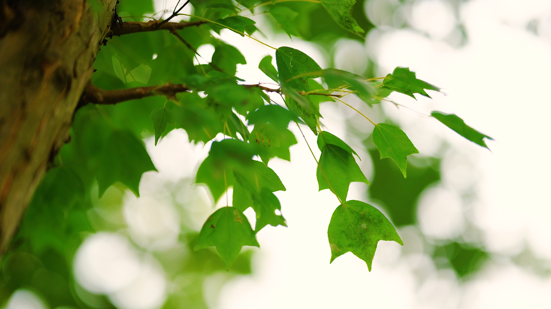 4k实拍治愈系风景意境绿色植物树叶枫叶空镜头视频的预览图