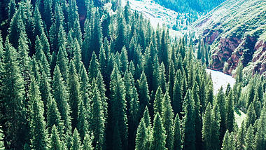 4K航拍新疆奇台江布拉克森林树林自然美景视频的预览图