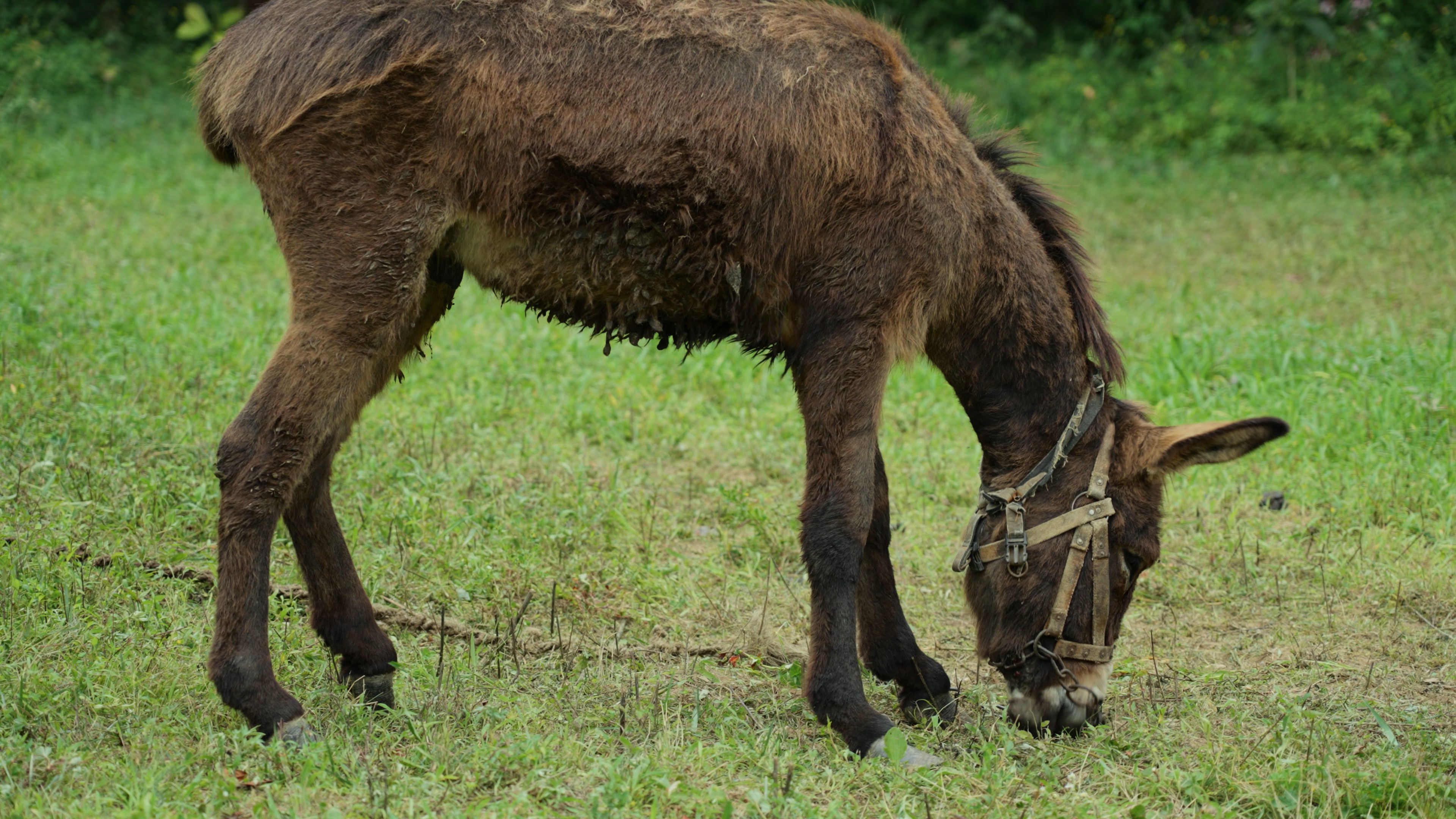 4k驴吃草动物实拍家畜畜牧业经济视频的预览图