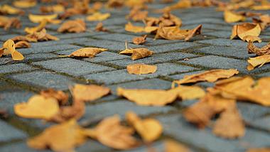 4k实拍秋天低角度地面金色落叶枯叶风景自然空镜视频的预览图