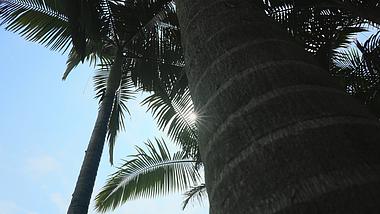 4k太阳穿过椰子树树叶自然风景空镜视频的预览图