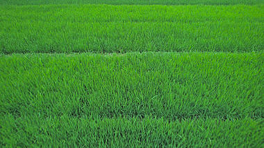 4K航拍农业农田绿油油的水稻秧地农业发展视频的预览图