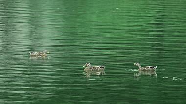 4k实拍碧绿湖水中的鸭子鸳鸯戏水家禽养殖业视频的预览图