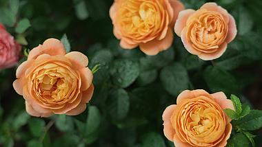 4k唯美娇艳欲滴橘色月季花花朵植物自然风景空镜视频的预览图