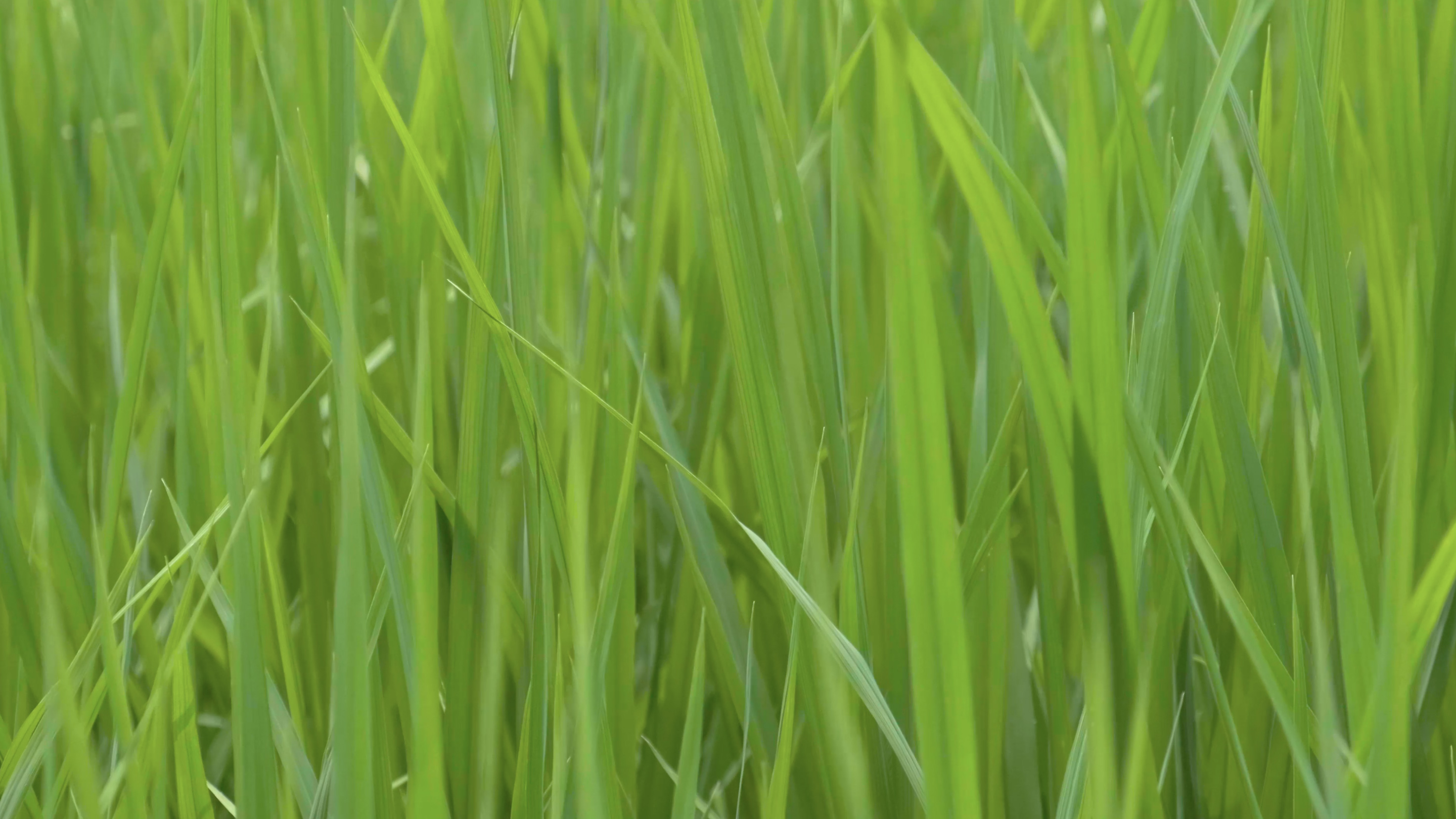4k农业生产长焦绿色水稻苗农作物特写实拍视频的预览图