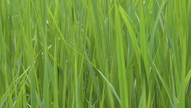 4k农业生产长焦绿色水稻苗农作物特写实拍视频的预览图