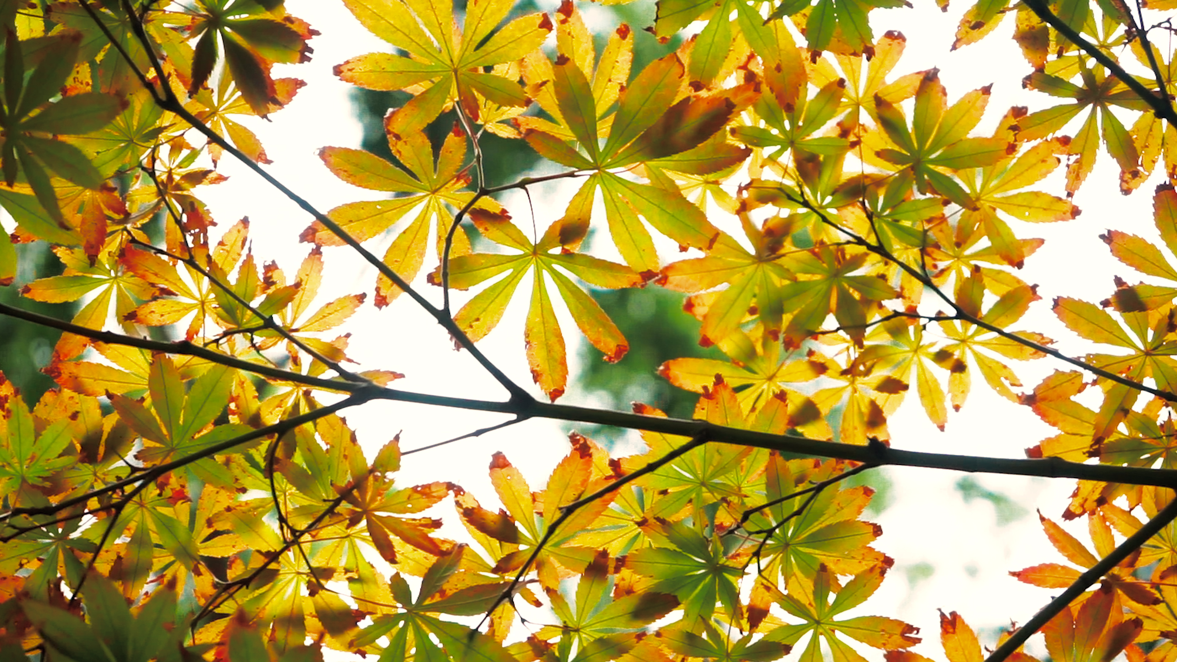 4K实拍秋天枫树枫叶黄了秋天意境自然风景空镜视频视频的预览图