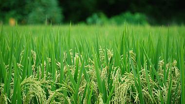 4K实拍清晨风吹绿色稻谷麦浪农作物农村经济发展视频的预览图