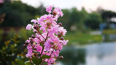 4k湖边盛开紫薇花唯美空境自然风景视频的预览图