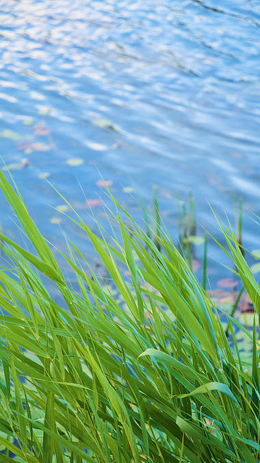 4k竖屏实拍湖边水草飘摇的自然风景视频的预览图