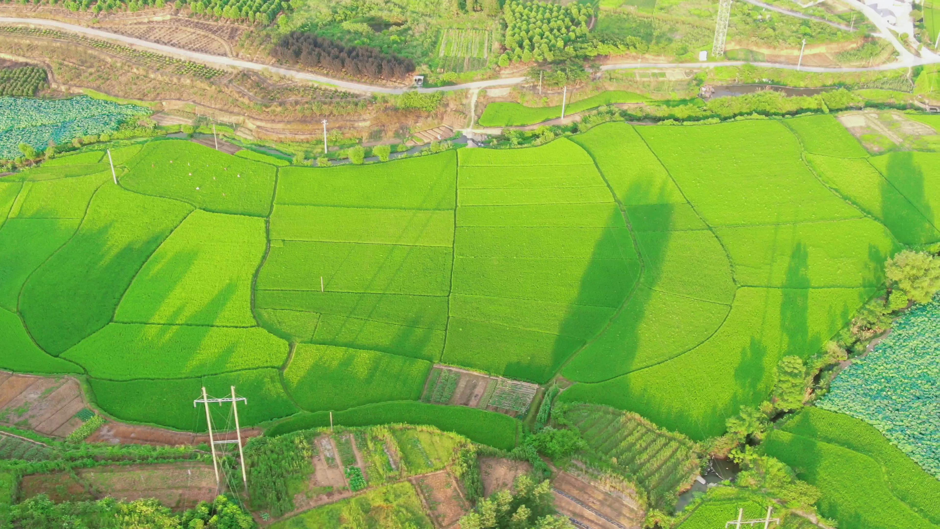 4K航拍绿油油农业种植杂交水稻农村风光视频视频的预览图