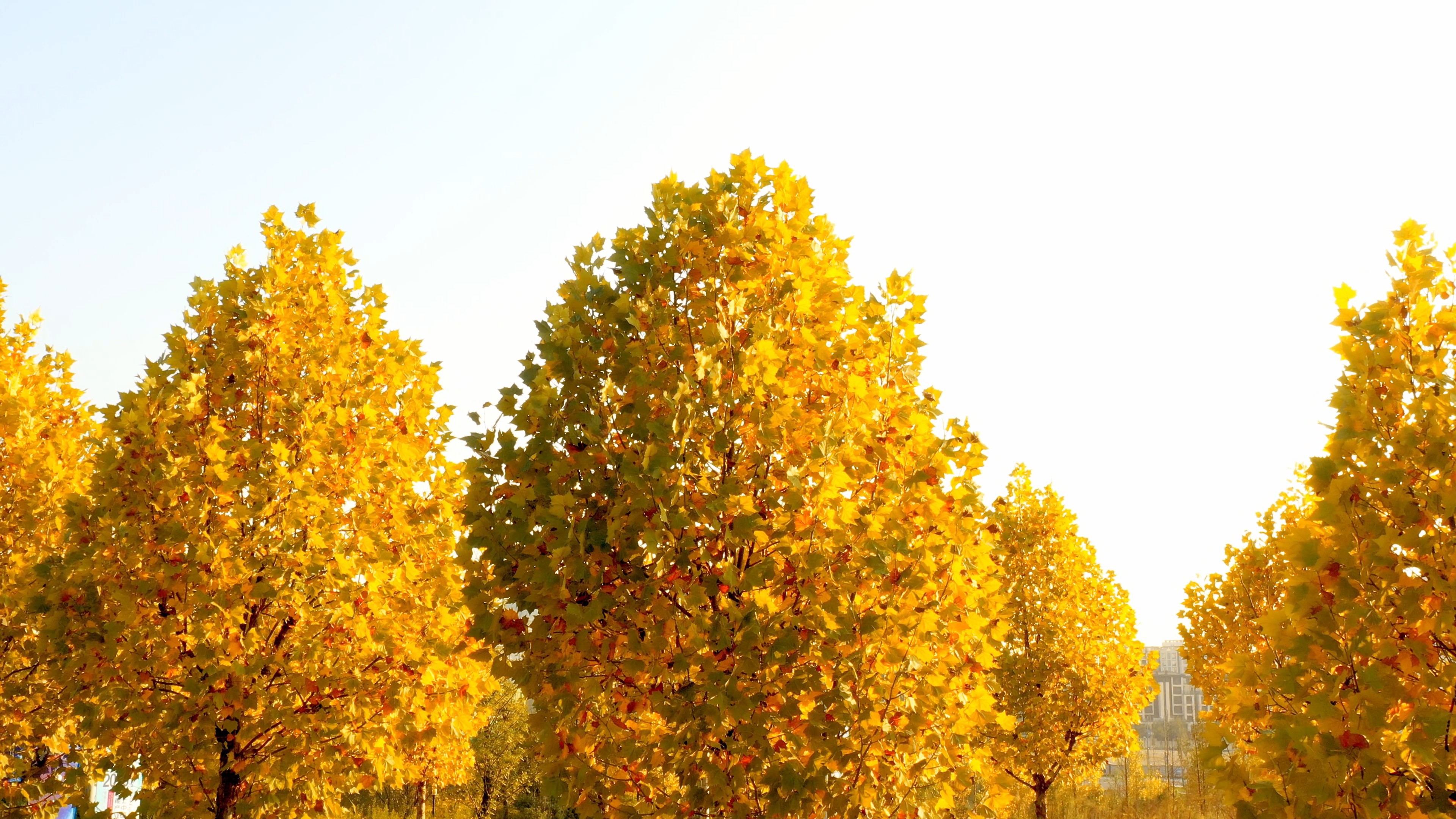 4K实拍秋天唯美夕阳下金黄的枫树自然风光视频的预览图