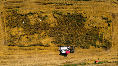 4k航拍农村农民收割金色麦穗稻谷秋收视频的预览图