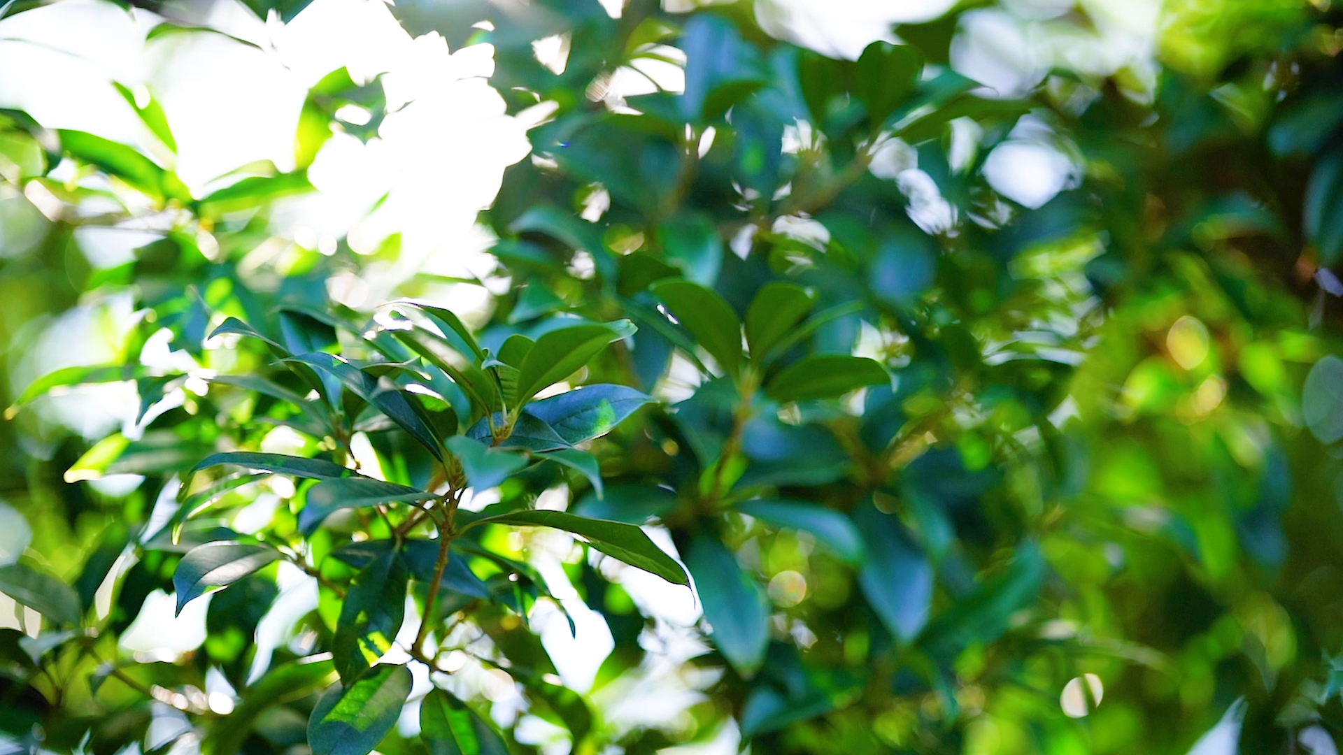 4k实拍唯美太阳阳光透过桂花树叶自然风景空镜视频的预览图