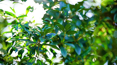 4k实拍唯美太阳阳光透过桂花树叶自然风景空镜视频的预览图