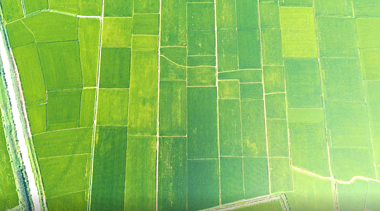 4K水稻田大面积航拍绿野乡村田园风光空镜头视频的预览图