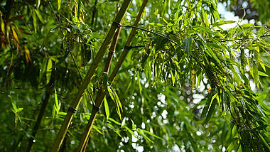4K实拍雨中竹子竹叶雨滴自然风景空镜视频的预览图