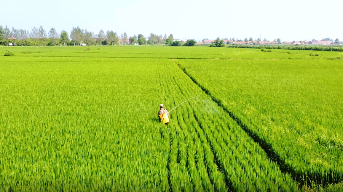 4K农民在水稻稻田喷洒农药打药喷雾农业生产空镜视频的预览图