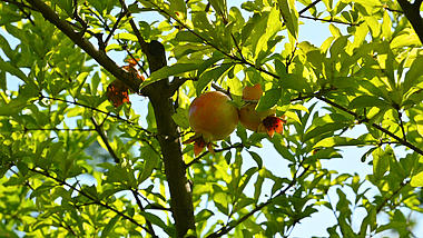 4K实拍秋季水果石榴树上的成熟石榴特写镜头视频的预览图