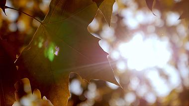 4K拍摄秋天阳光穿透金色枫叶大光圈逆光意境视频的预览图