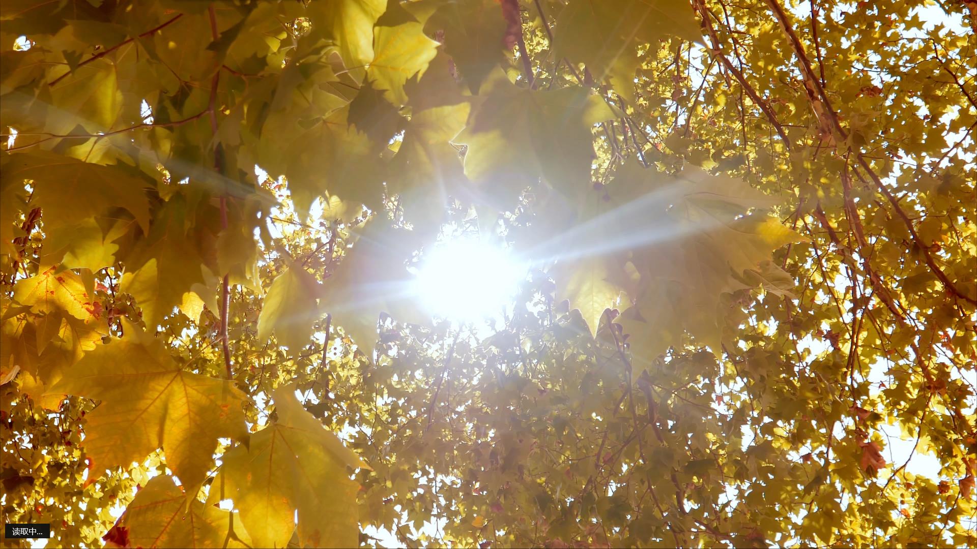 4K拍摄秋天枫树枫叶透光逆光唯美意境视频的预览图