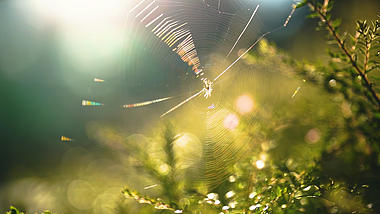 4k实拍唯美阳光照射治愈意境蜘蛛网空镜头视频的预览图
