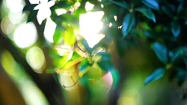 4k实拍唯美逆光阳光穿透桂花树治愈意境风光视频的预览图