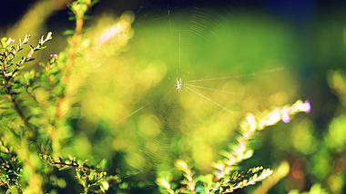 4k实拍唯美逆光下的蜘蛛网努力向上意境视频的预览图