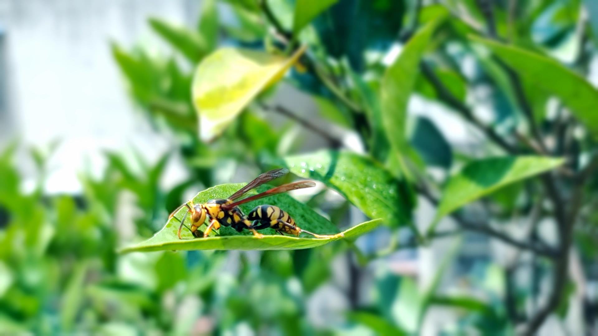 4K拍摄树叶上的蜜蜂特写自然风光空镜视频的预览图