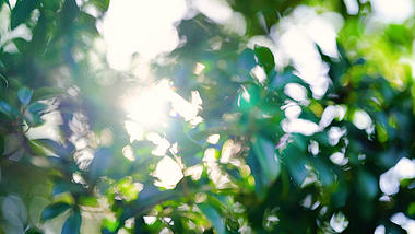 4k实拍唯美意境阳光透过穿过植物治愈意境空镜视频的预览图