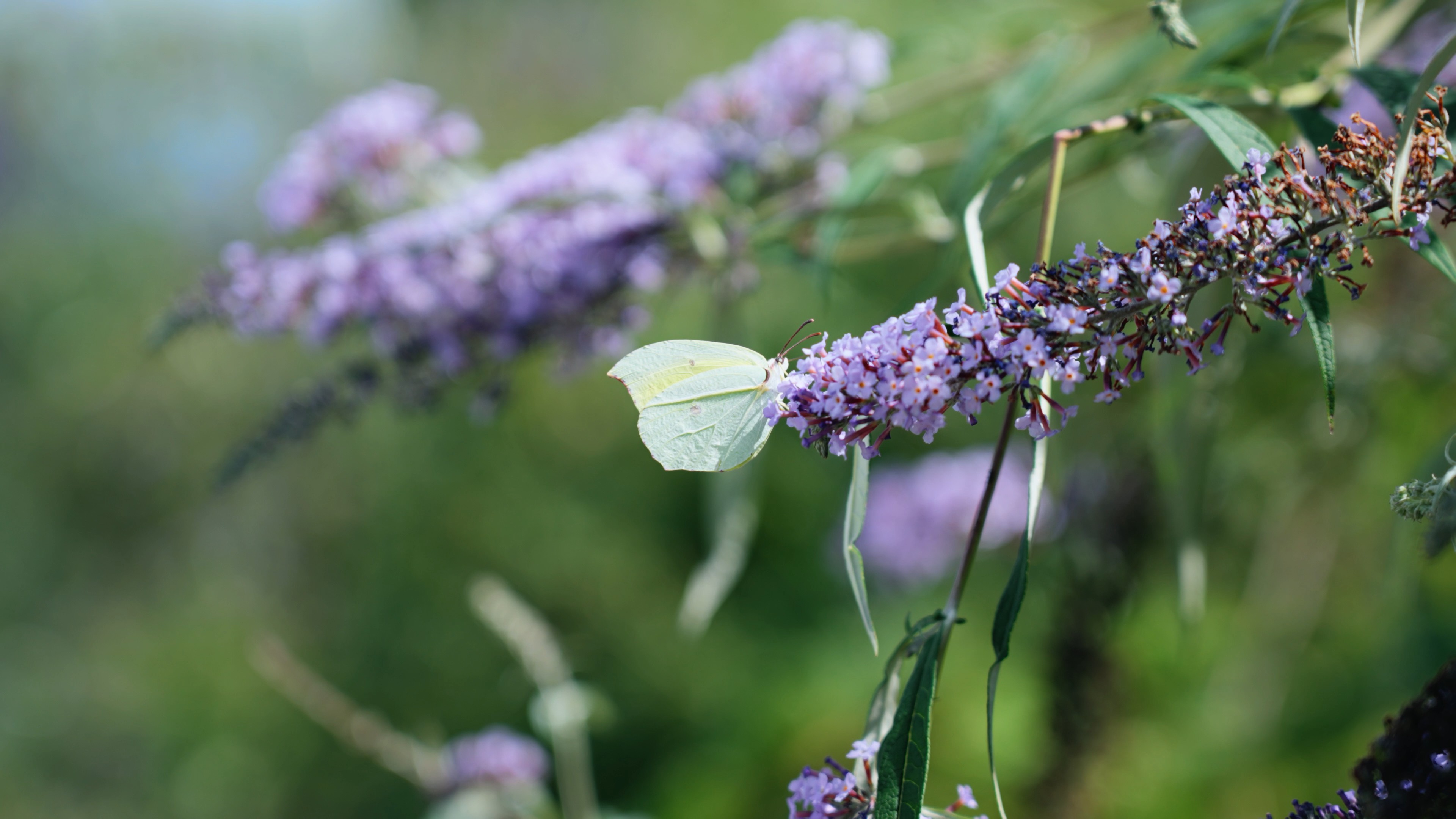 4k阳光下花朵上的蝴蝶实拍昆虫自然风景视频的预览图