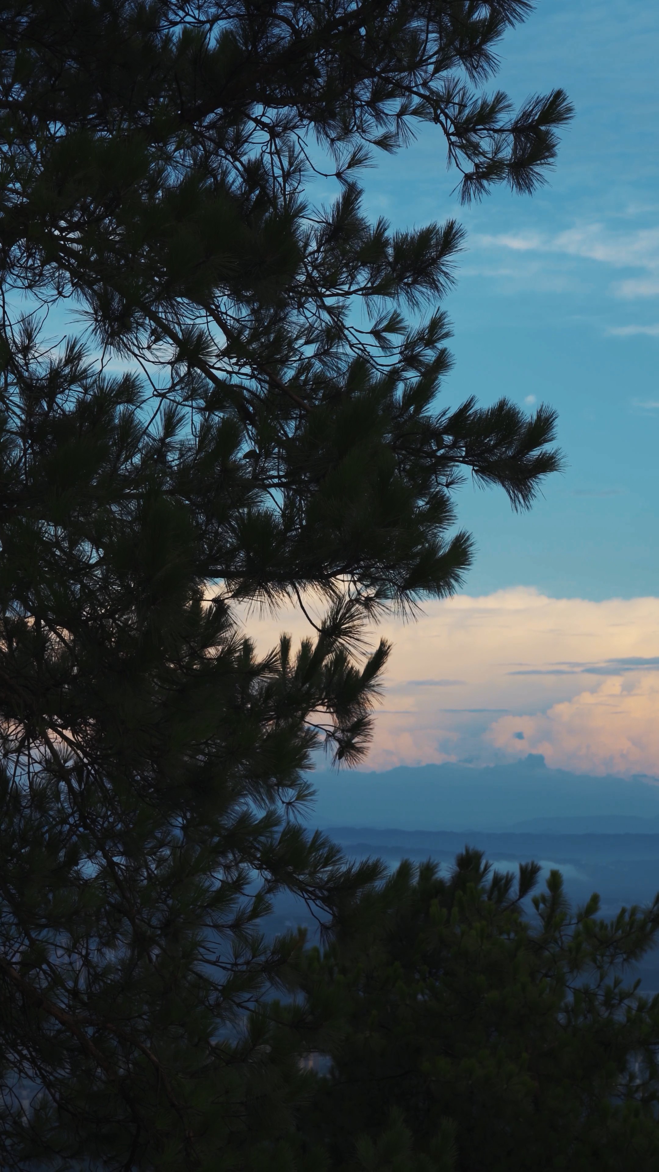 4k傍晚蓝天下的松树自然风景竖屏风景视频的预览图