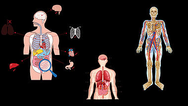 人体医疗组织器官血管上半身器官结构视频的预览图