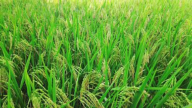4K实拍绿色杂交水稻麦穗农业种植视频视频的预览图
