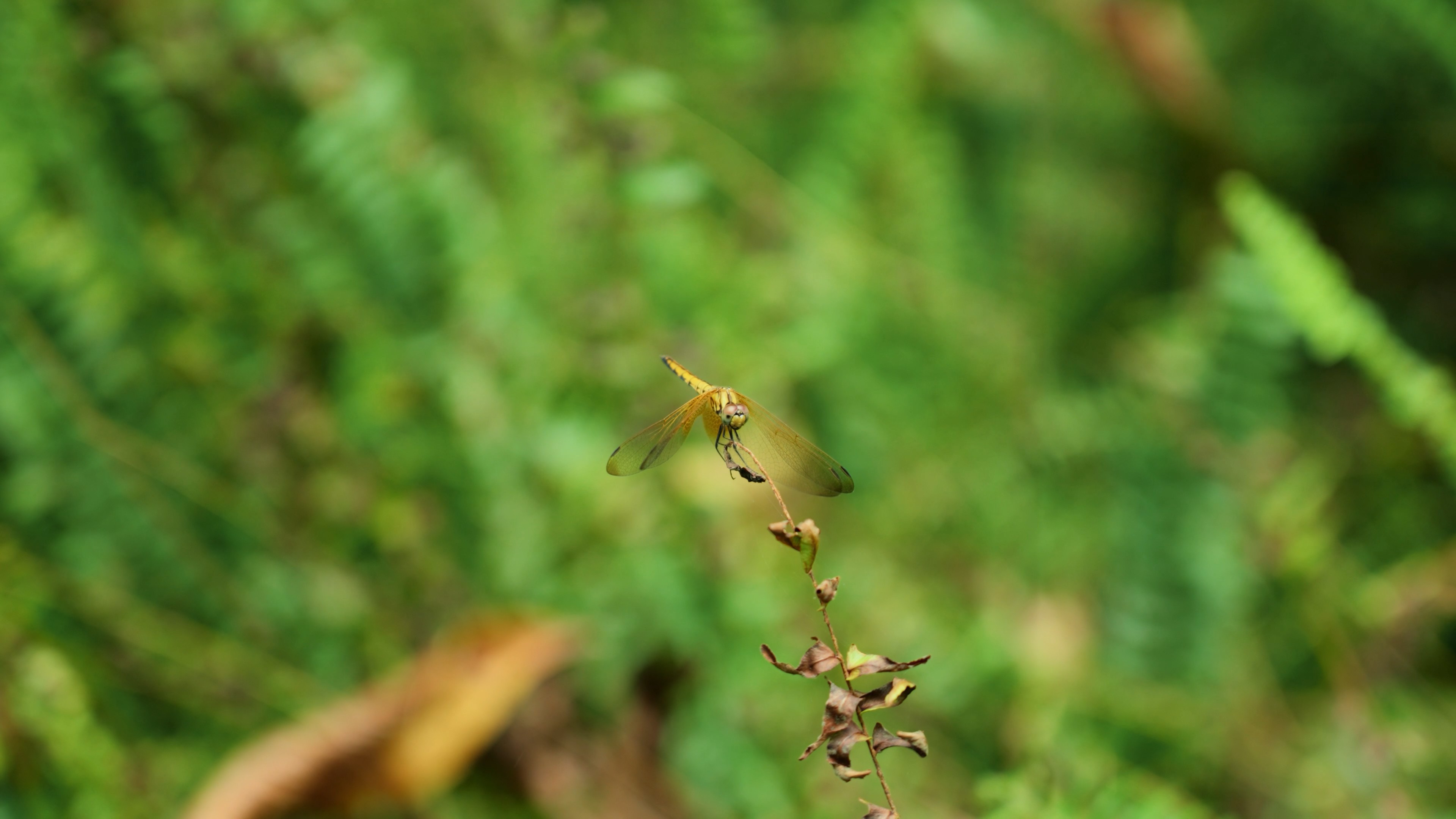 4k枯枝上停留的蜻蜓实拍昆虫自然风景视频的预览图
