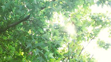 4K唯美逆光小清新阳光下绿色枫叶自然风景实拍视频的预览图