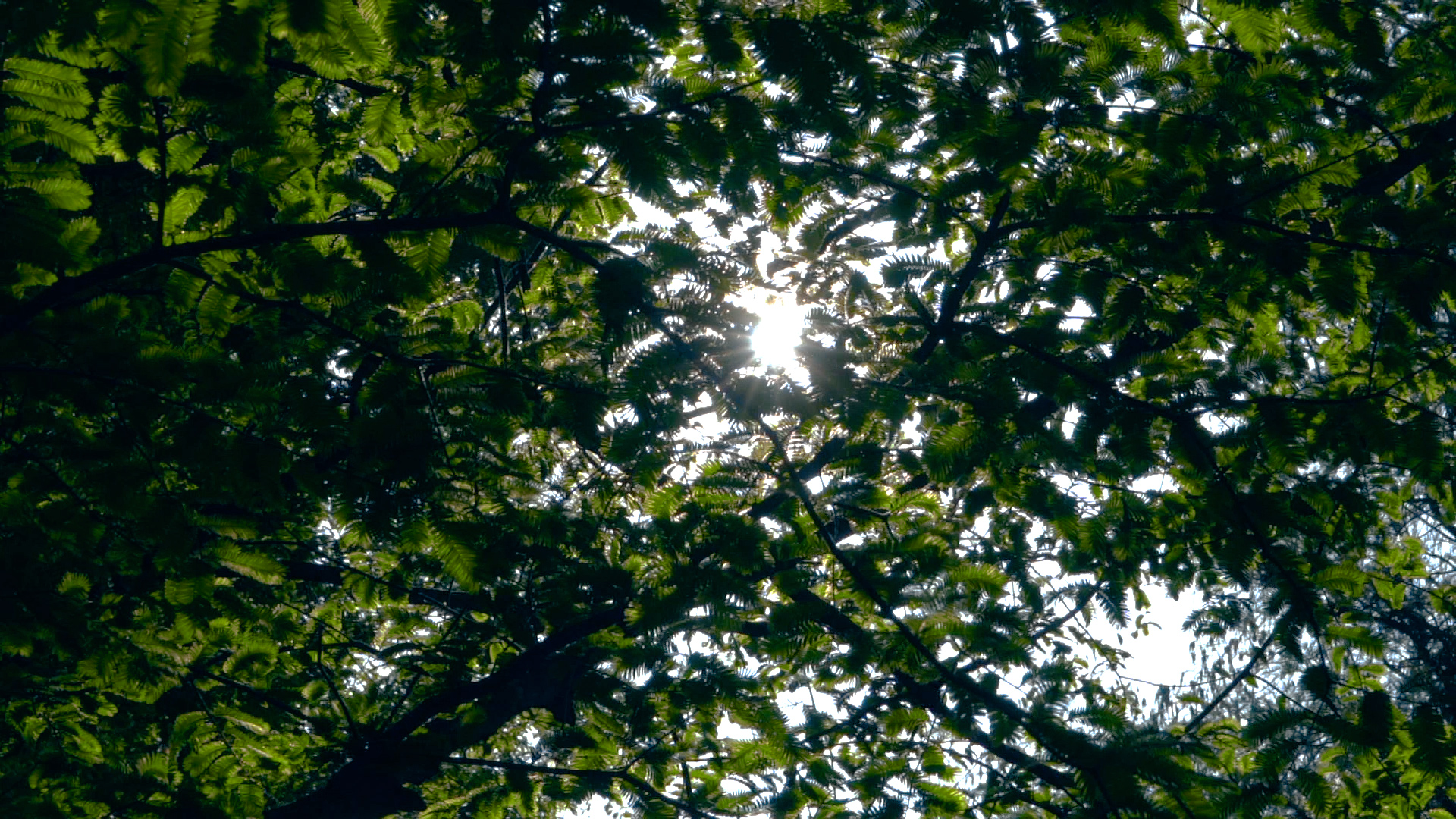1080P升格慢动作唯美树荫逆光太阳照射视频的预览图