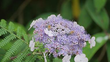 4k植物花朵上采蜜的小蜜蜂昆虫自然风景空镜视频的预览图