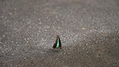 4k地上的彩色蝴蝶实拍昆虫自然风景视频的预览图
