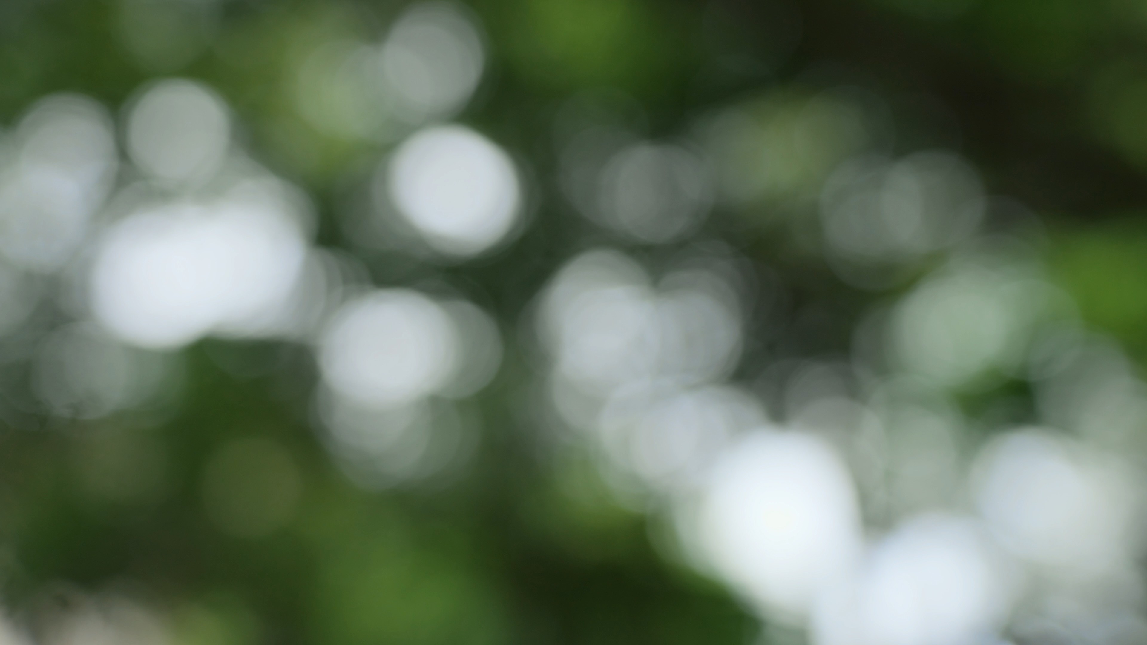 4k树林大光圈光斑虚化唯美意境空镜视频的预览图