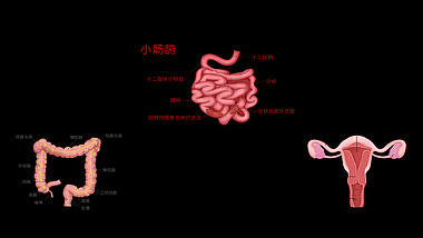 人体医疗组织器官五脏六腑小肠大肠视频的预览图
