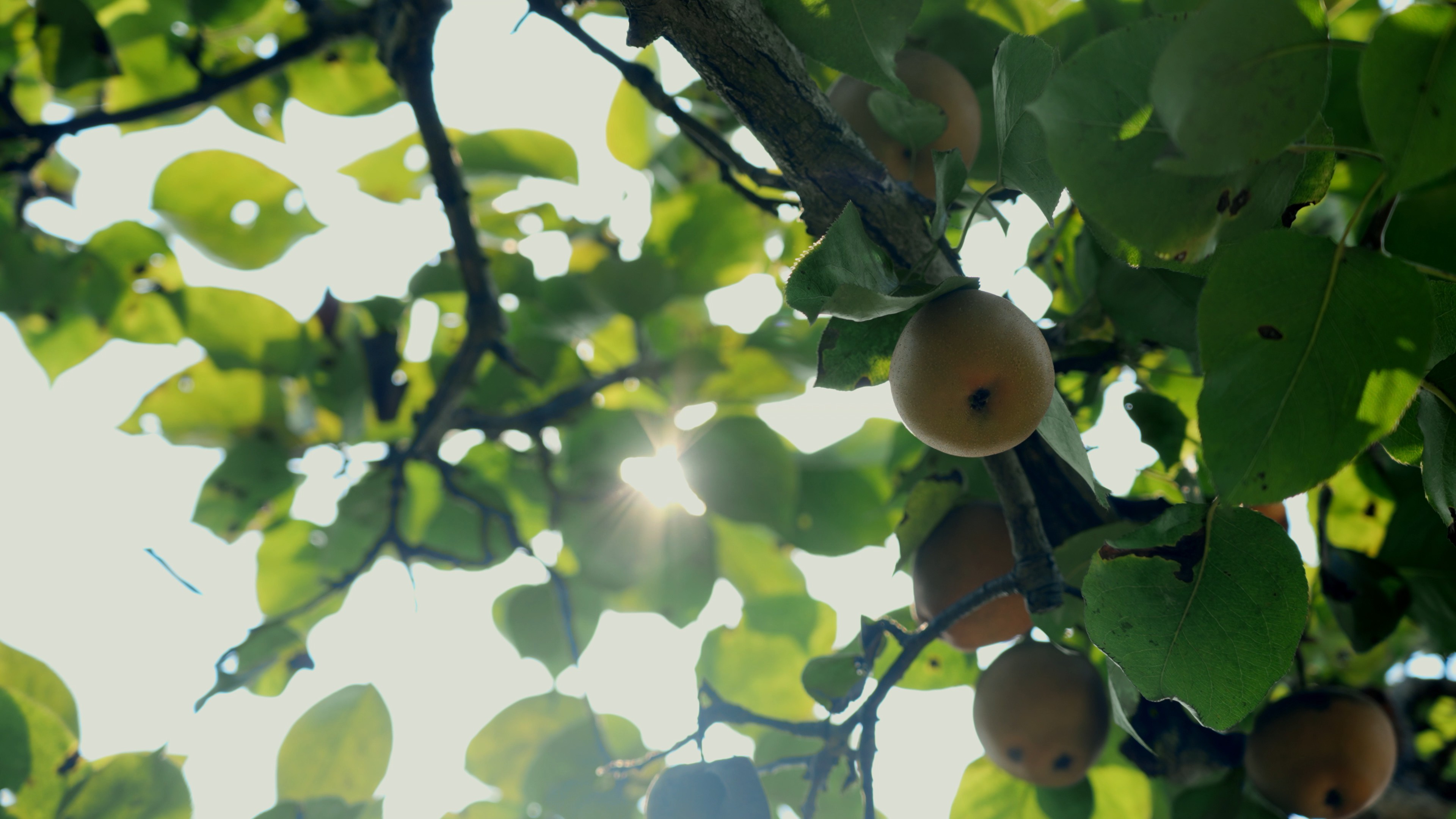 4k阳光穿过梨树树叶成熟梨子实拍水果种植视频的预览图