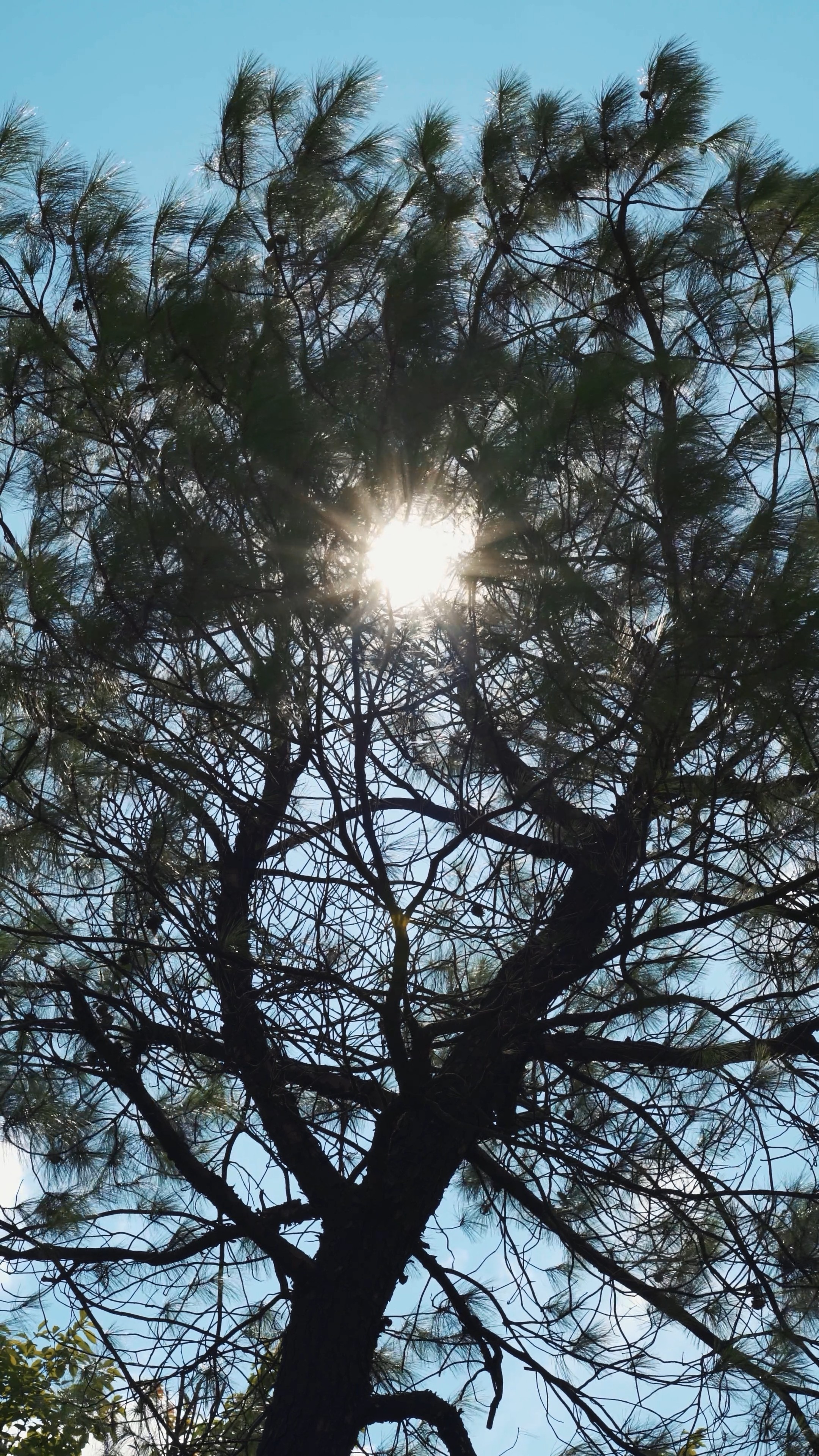 4k太阳阳光穿过树木唯美自然竖屏风景视频的预览图