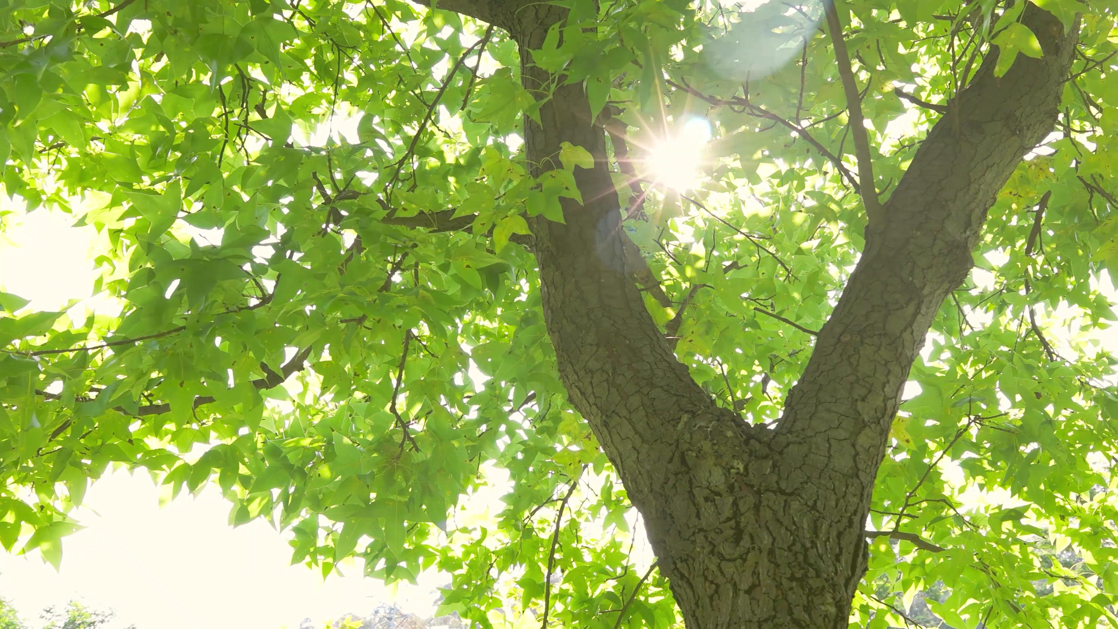 4K唯美小清新枫叶树透光自然风景空镜视频视频的预览图