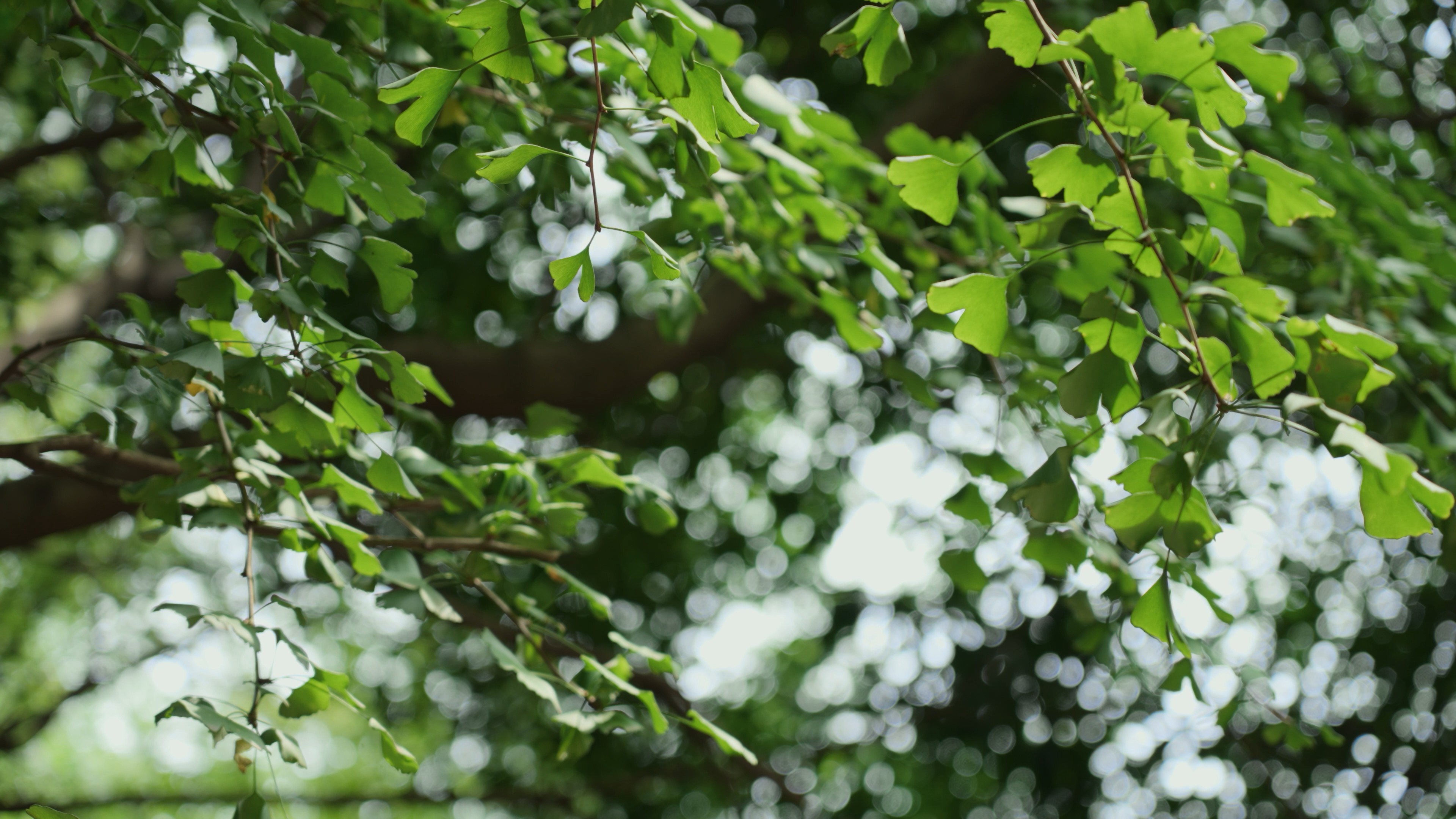 4k清新树林树叶绿色植物自然风景空镜视频的预览图