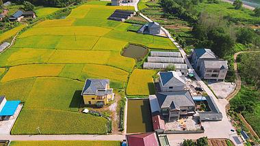 4K航拍秋天金黄水稻农业发展视频视频的预览图